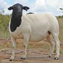 Dorper-Sheep