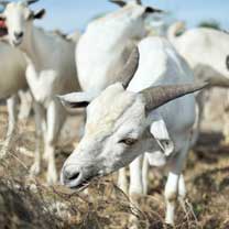 Galla-Goat